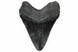 Serrated, Fossil Megalodon Tooth - South Carolina #301831-1